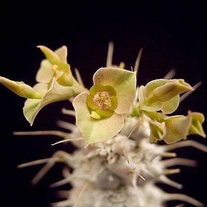 Euphorbia parvicyathophora unspecified picture