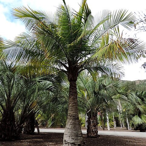 Ravenea madagascariensis unspecified picture