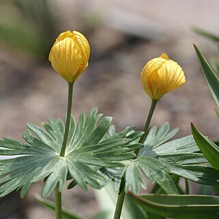 Eranthis longistipitata unspecified picture