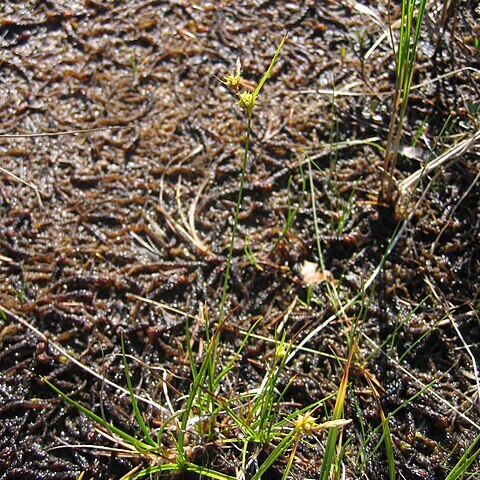 Carex lepidocarpa subsp. jemtlandica unspecified picture