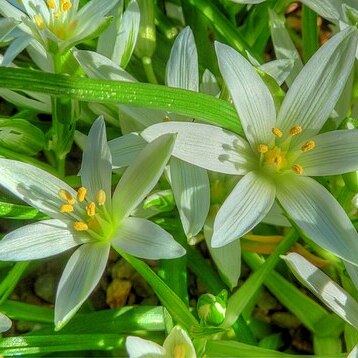 Ornithogalum sintenisii unspecified picture