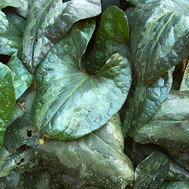 Asarum splendens unspecified picture