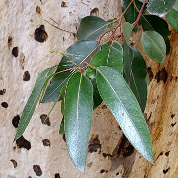 Eucalyptus cladocalyx unspecified picture