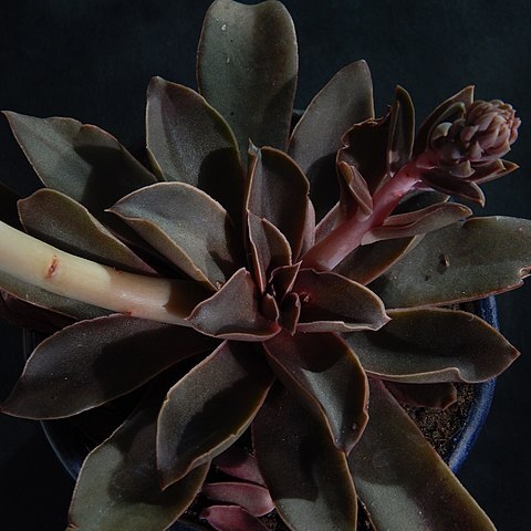 Echeveria racemosa unspecified picture