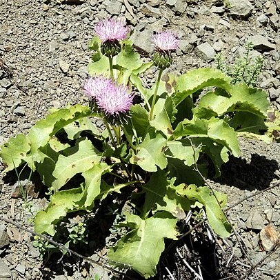 Klasea serratuloides unspecified picture