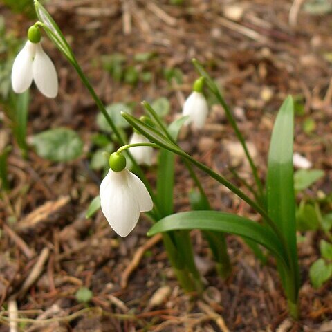 Galanthus lagodechianus unspecified picture