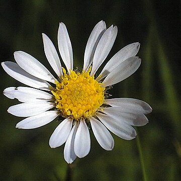 Oreostemma alpigenum var. andersonii unspecified picture