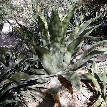 Agave inaequidens unspecified picture