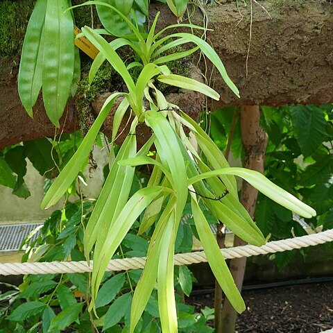 Cyrtorchis ringens unspecified picture