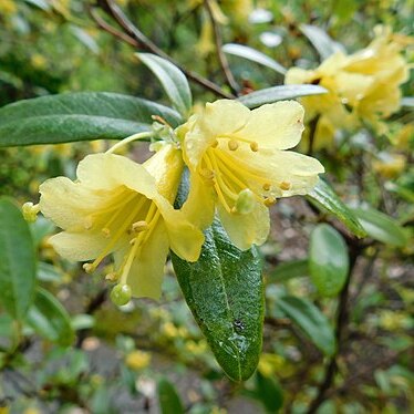 Rhododendron xanthostephanum unspecified picture