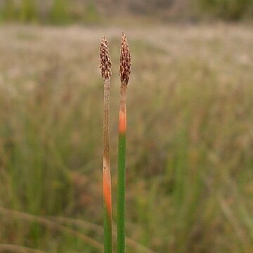 Eleocharis dietrichiana unspecified picture