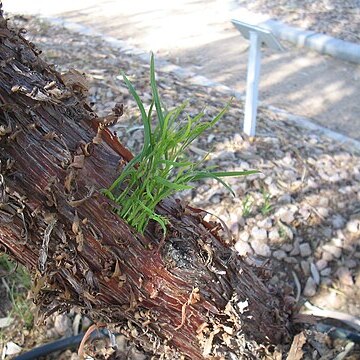 Acacia trachycarpa unspecified picture