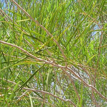 Acacia microneura unspecified picture