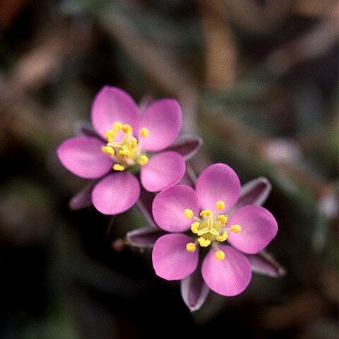 Spergularia unspecified picture