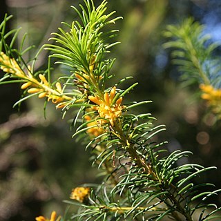 Persoonia isophylla unspecified picture