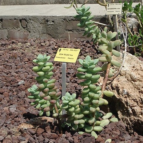 Sedum treleasei unspecified picture