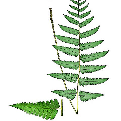 Dryopteris stanley-walkeri unspecified picture