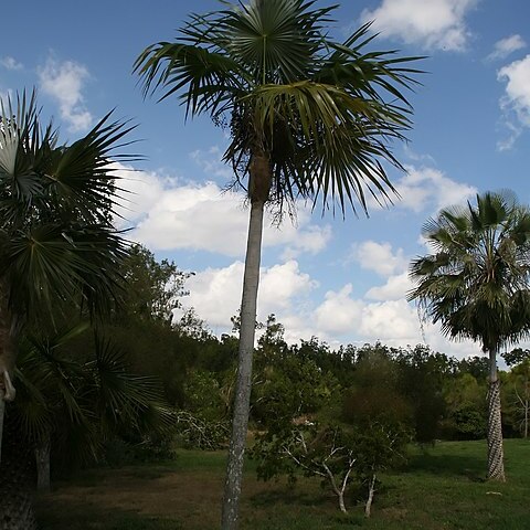 Coccothrinax guantanamensis unspecified picture