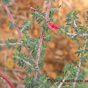 Indigofera aspalathoides unspecified picture