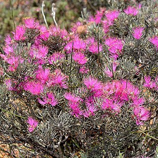 Melaleuca aspalathoides unspecified picture