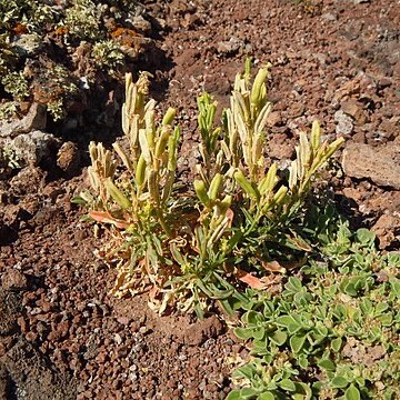 Reseda lancerotae unspecified picture