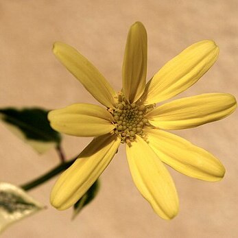 Senecio macroglossus unspecified picture