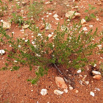 Acacia spondylophylla unspecified picture