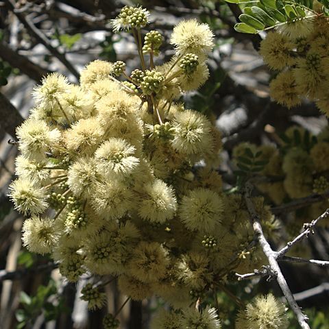 Acacia roemeriana unspecified picture