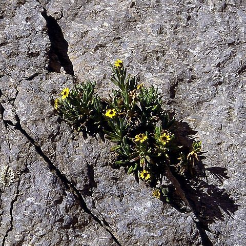 Senecio keniophytum unspecified picture