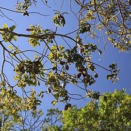 Kielmeyera lathrophyton unspecified picture