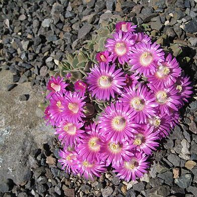 Aloinopsis spathulata unspecified picture