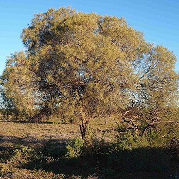 Acacia sessilispica unspecified picture