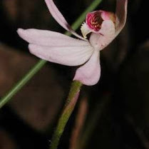 Caladenia curtisepala unspecified picture