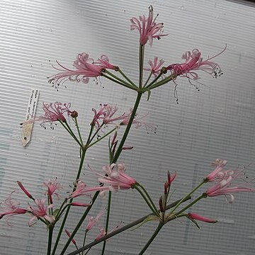 Nerine filamentosa unspecified picture