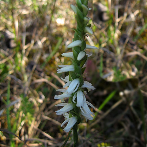 Spiranthes magnicamporum unspecified picture