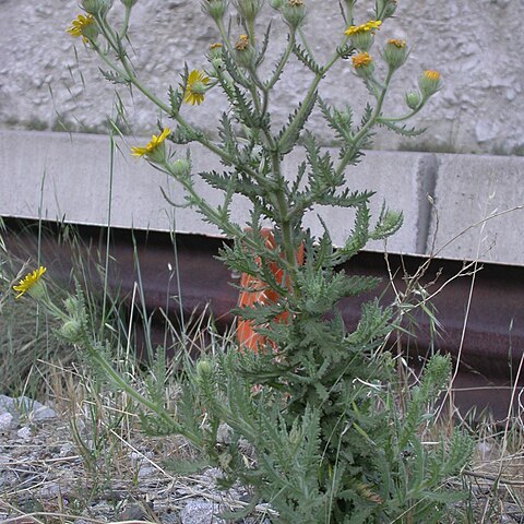 Senecio adenotrichius unspecified picture