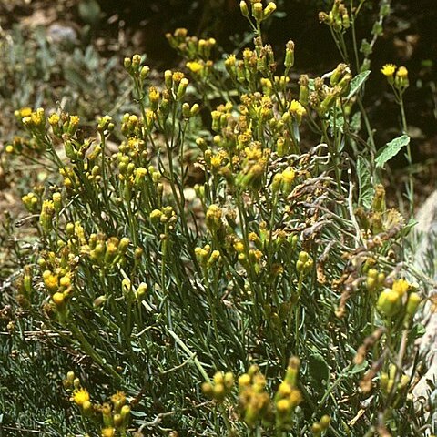 Senecio polygaloides unspecified picture