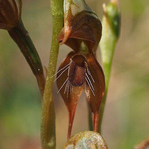 Pterostylis praetermissa unspecified picture