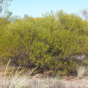 Acacia ancistrocarpa unspecified picture