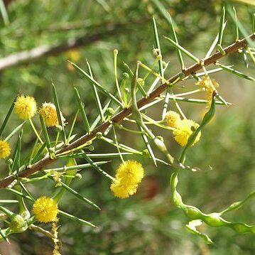 Acacia tetragonophylla unspecified picture