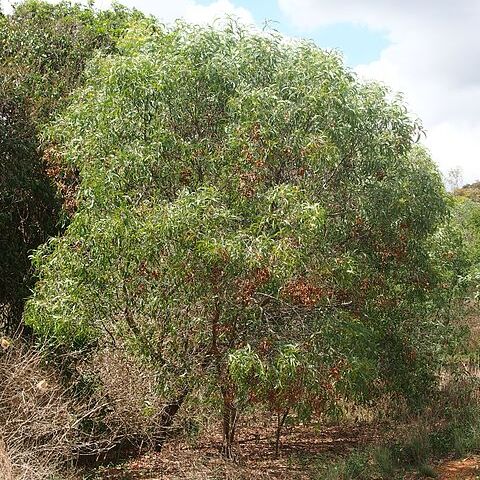 Acacia leptocarpa unspecified picture