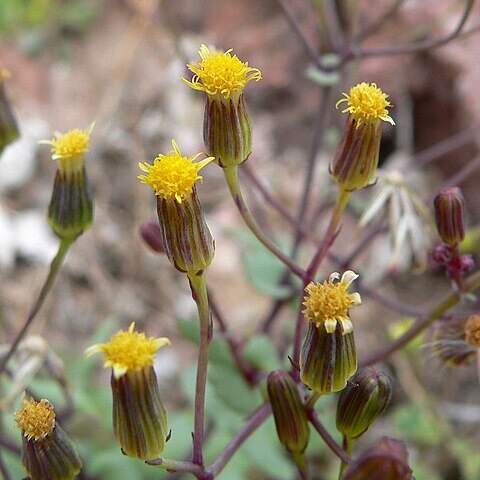 Senecio mohavensis unspecified picture