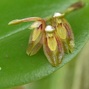 Acianthera agathophylla unspecified picture