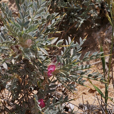 Astragalus bethlehemiticus unspecified picture