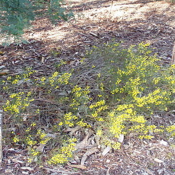 Acacia enterocarpa unspecified picture