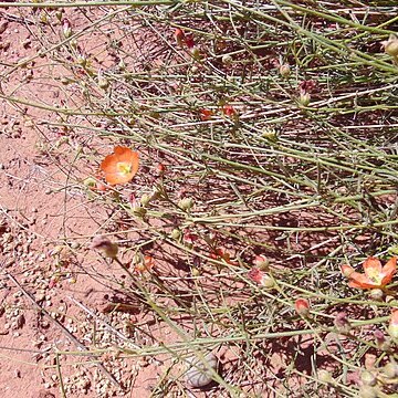 Sphaeralcea leptophylla unspecified picture