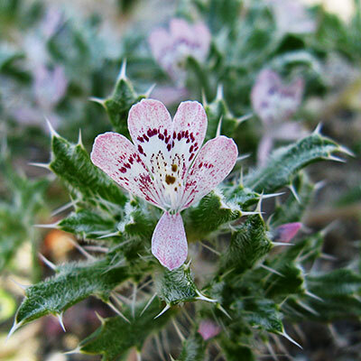 Loeseliastrum unspecified picture