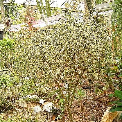 Decarya madagascariensis unspecified picture