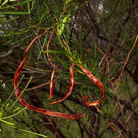 Acacia chisholmii unspecified picture