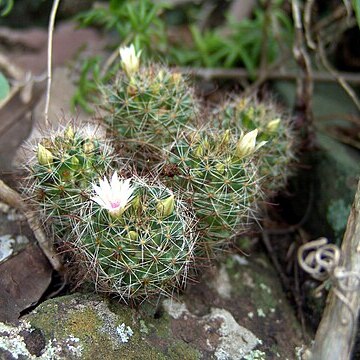 Mammillaria mathildae unspecified picture